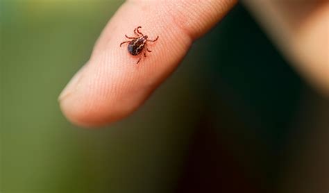 Forte augmentation des morsures de tique : bientôt un vaccin contre la ...