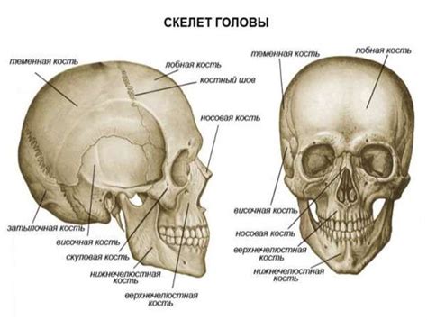 Кости черепа - презентация онлайн