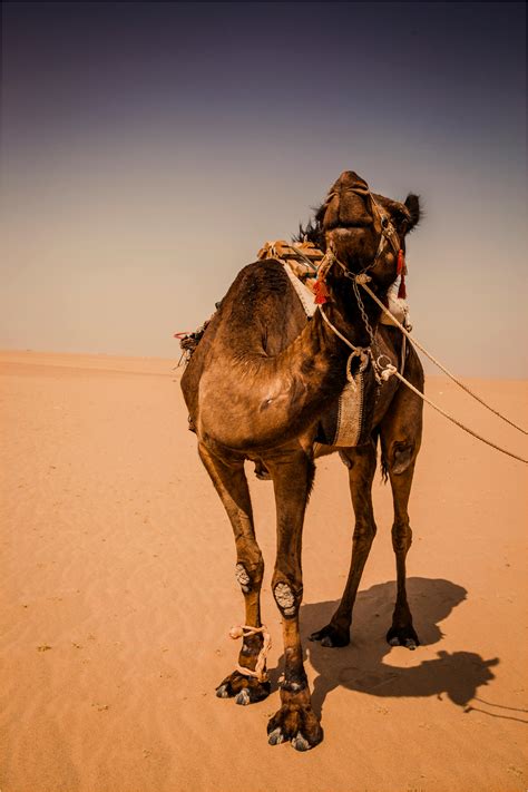 1,000+ Best Camel Photos · 100% Free Download · Pexels Stock Photos