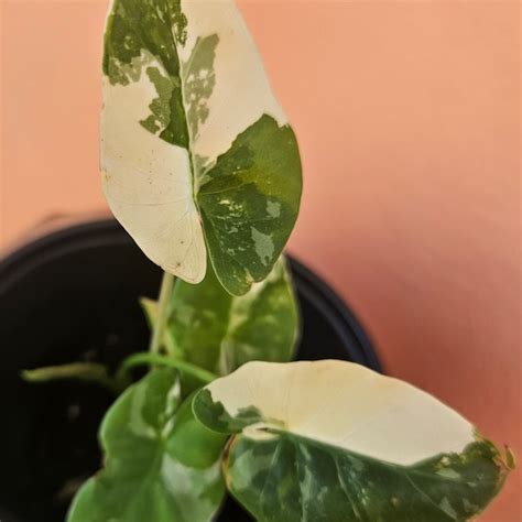 Rare Alocasia - Etsy