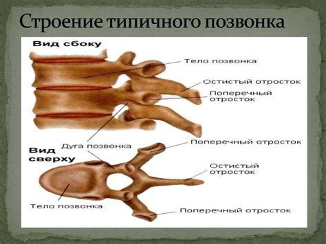 Остеология - учение о костях - презентация онлайн