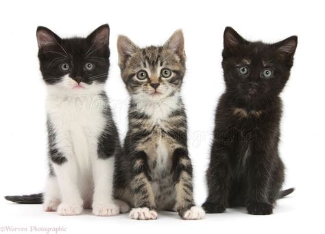 Three kittens together photo WP37407