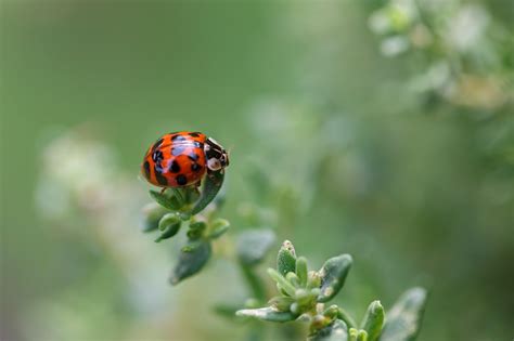 closeup  ladybug ladybug images pixabay