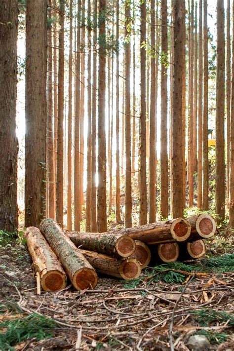 Sustainability - Nakamoto Forestry in 2024 | Forestry, Wood siding, Sustainable wood