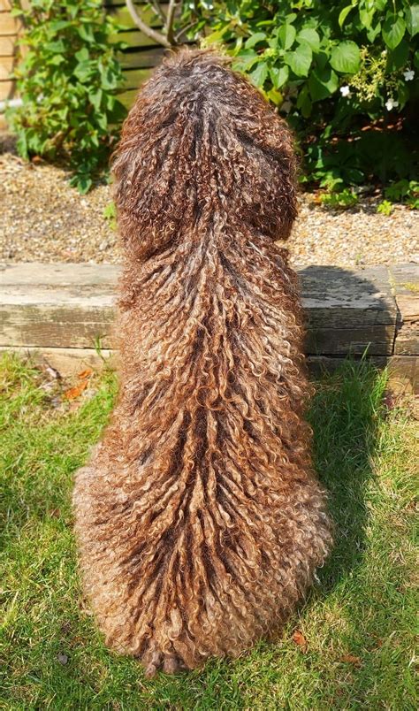 MD10 Conditioner Spanish Water Dog SWD Puli Lagotto Pumi Bolognese