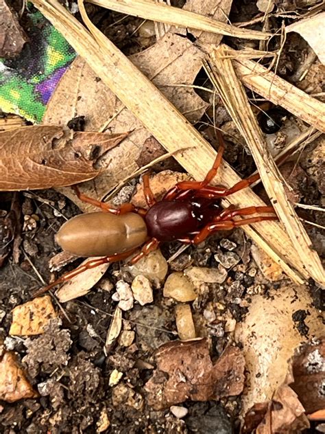 First Spider Sightings of Spring : r/spiders