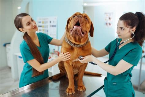 Doctor Veterinar - Premium Photo | Doctors examining a very cute dog in veterinary clinic ...