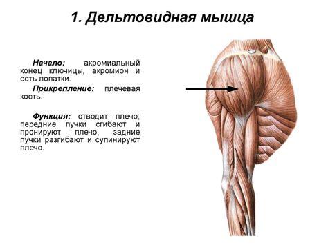 Мышцы верхней конечности. Мышцы плечевого пояса. Мышцы свободной ...
