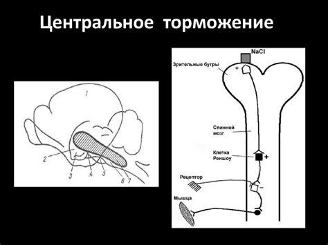 Центральная нервная система. Торможение. Координация - презентация онлайн