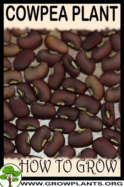 Cowpea - How to grow & care