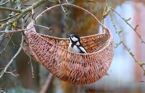 Premium Photo | The woodpecker feeding