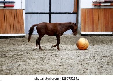 Horse Ball Photos and Images | Shutterstock