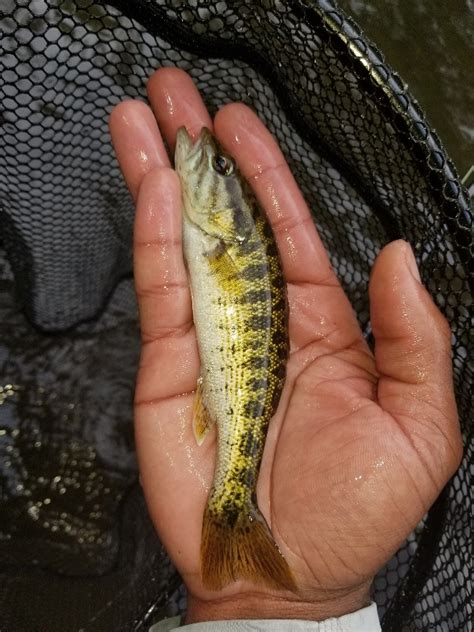 bass speciessubspecies   caught general bass