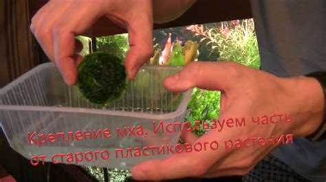 #Moss Крепление мха. Используем часть от старого пластикового растения ...