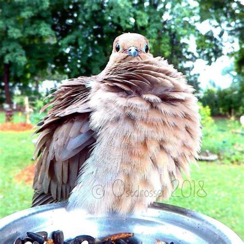 This Woman Setup A Photobooth For Birds In Her Backyard And The Results ...