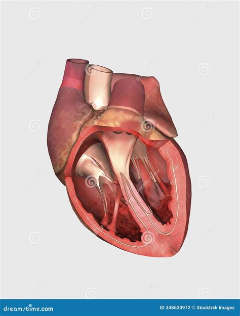 Heart Valves Showing Pulmonary Valve, Mitral Valve and Tricuspid. Stock