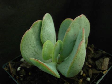 Crassula arborescens ssp. arborescens - Roraima Nursery