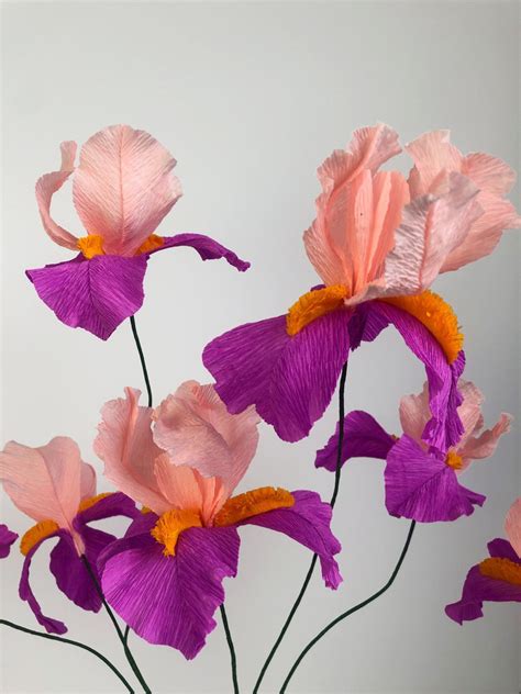Bearded Iris flower – Brazen Botany