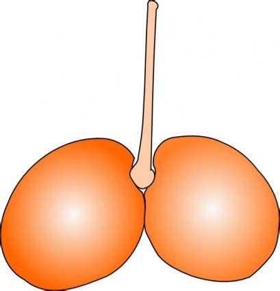 Cherry Double Vector for Free Download | FreeImages