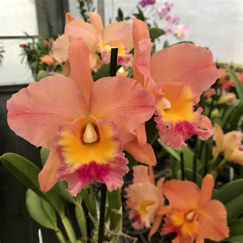 Cattleya — Palmer Orchids