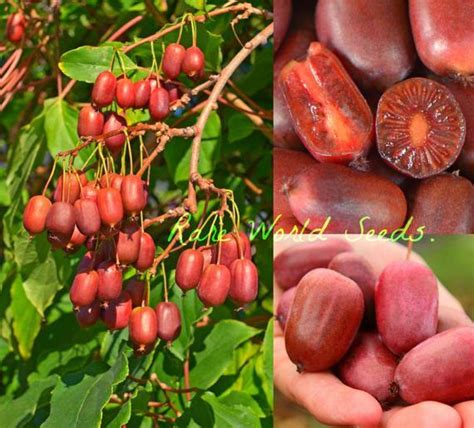 Актинідія Аргута Scarlet September Kiwi(жіночий) 2 річна, Актинидия ...
