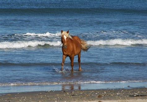 Things to do | Corolla Wild Horse Museum | Outer Banks, NC