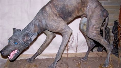 la chupacabra debunked by pvi - YouTube