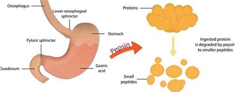 Pepsin enzyme function, source of production and where is pepsin found