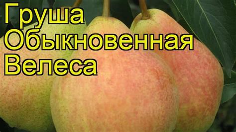 Груша обыкновенная Велеса. Краткий обзор, описание характеристик pyrus ...