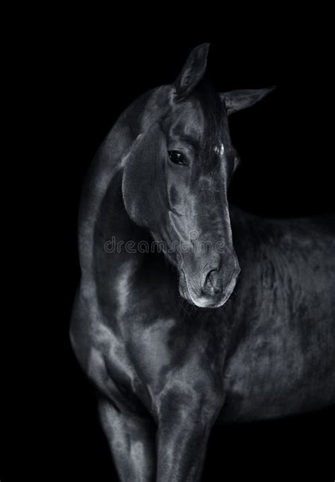 Конец-вверх Andalusian при заплетенная грива, 7 лет мужчины старых ...