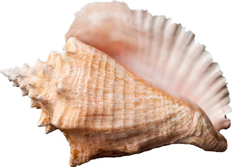 Ракушка PNG