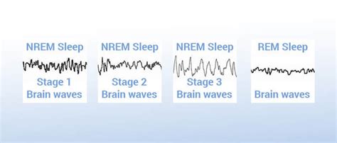 sleep stages sleep  dreams