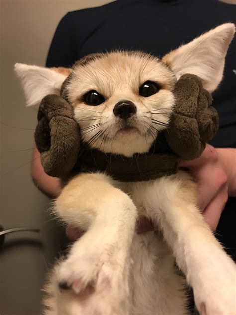 988 best Fennec images on Pholder | Aww, Furry and RL Fashion Advice