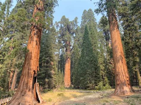 10 Best Hikes and Trails in Sequoia National Park | AllTrails