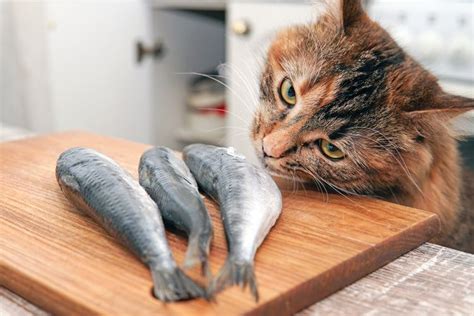 Foto : Jenis Ikan Apa yang Disukai Kucing?