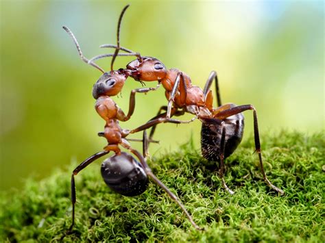 Do Ants Like Spit at Byron Wells blog