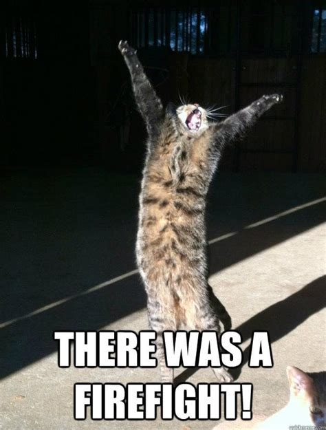 There was a firefight! [Cat version] : r/AdviceAnimals
