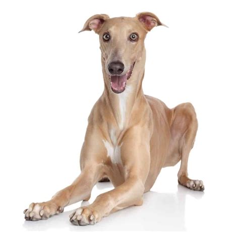 Greyhound breeds: Whippet, Borzoi, Italian Greyhound, Deerhound