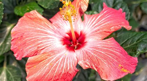 11 Orange Hibiscus Varieties to Brighten Your Garden