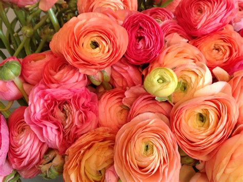 #743581 Ranunculus, Closeup - Rare Gallery HD Wallpapers