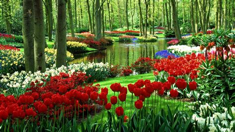 Tulip Garden Wallpapers - Top Free Tulip Garden Backgrounds ...