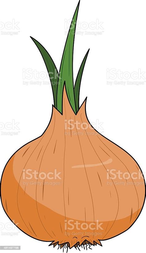 onion stock illustration  image   art art