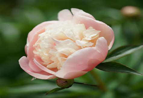 Monsieur Jules Elie Peony: French Sophistication in Bloom - The Green ...