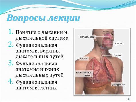 Функциональная анатомия дыхательной системы - презентация онлайн