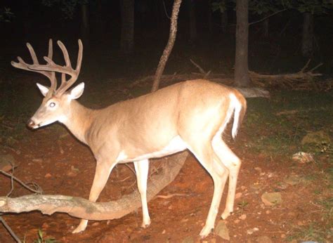 6 Trail-Camera Photos - Big Deer