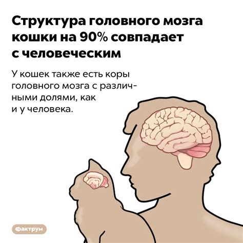 Структура головного мозга кошки на 90% совпадает с человеческим