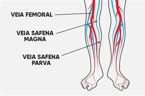 Como Se Escreve Veia De Sangue