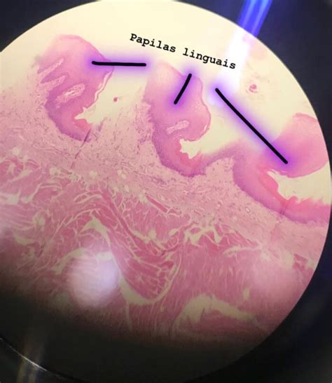 HISTOLOGIA CAVIDADE ORAl Flashcards | Memorang
