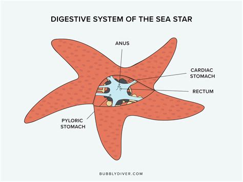 starfish eat bubbly diver
