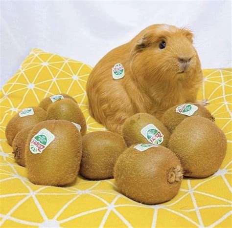 Pin by Kellie Allen on Animals - Guinea pigs in 2024 | Guinea pigs ...